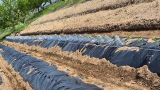 산수화풍님의 기타작물 · 영농일지 작성글 사진