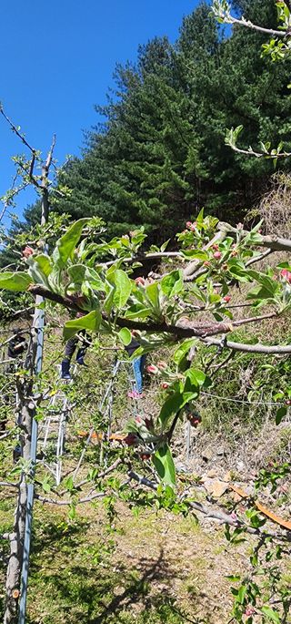 이철님의 기타작물 · 영농일지 작성글 사진