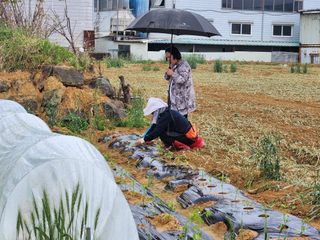 노복우님의 참깨 · 영농일지 작성글 사진