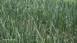 박용열조물주님 님의 기타작물 · 영농일지 작성글 사진