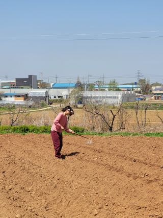 로만아빠님의 기타작물 · 영농일지 작성글 사진