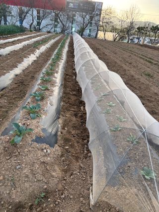 김영완님의 고추 · 영농일지 작성글 사진