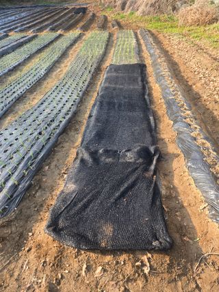 강화화도님의 감자 · 영농일지 작성글 사진