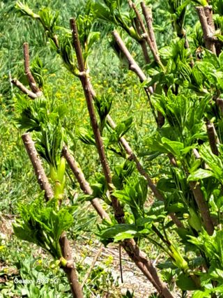 조연만님의 콩 · 영농일지 작성글 사진