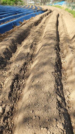 양석원님의 고추 · 영농일지 작성글 사진