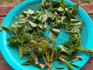 오세창님의 기타작물 · 영농일지 작성글 사진