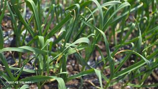 박용열조물주님 님의 기타작물 · 영농일지 작성글 사진