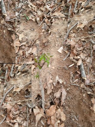 거창두릅농원김성희님의 두릅 · 영농일지 작성글 사진
