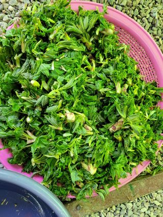 돈디아고(김덕수)님의 두릅 · 영농일지 작성글 사진