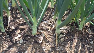 박용열조물주님 님의 기타작물 · 영농일지 작성글 사진