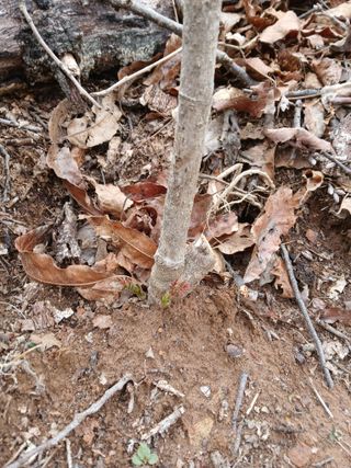 거창두릅농원김성희님의 두릅 · 영농일지 작성글 사진