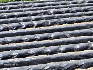 조연만님의 콩 · 영농일지 작성글 사진