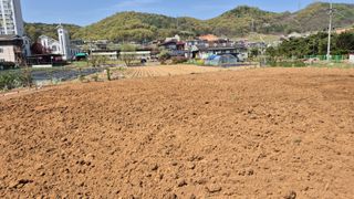 신안광열님의 고구마 · 영농일지 작성글 사진