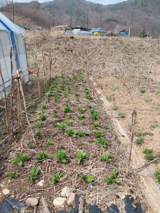 원술님의 참깨 · 영농일지 작성글 사진