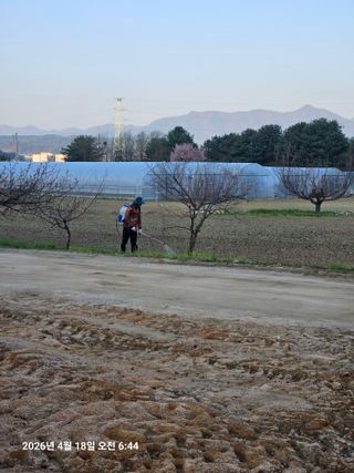 김병효님의 기타작물 · 영농일지 작성글 사진