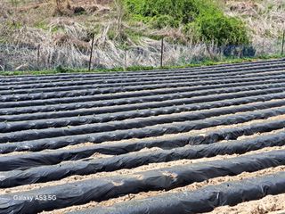 조연만님의 콩 · 영농일지 작성글 사진