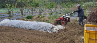 초연동행님의 고추 · 영농일지 작성글 사진