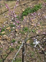 팜모닝 복숭아·영농일지 게시글 이미지