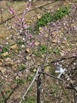 권병☆님의 복숭아 · 영농일지 작성글 사진