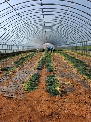 결단이님의 기타작물 · 영농일지 작성글 사진