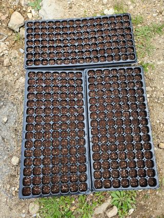 드라곤해드님의 기타작물 · 영농일지 작성글 사진