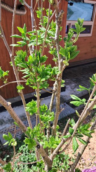 bpjh9173님의 감자 · 영농일지 작성글 사진