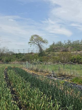 양파12861님의 양파 · 영농일지 작성글 사진