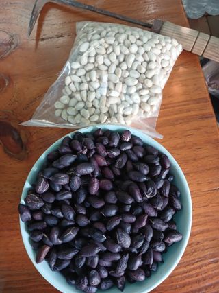 땅콩맘님의 기타작물 · 영농일지 작성글 사진