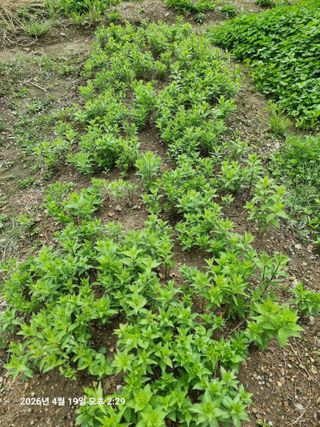 초보5도2촌님의 기타작물 · 영농일지 작성글 사진
