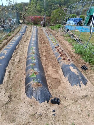 한태훈님의 기타작물 · 영농일지 작성글 사진