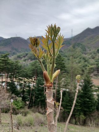 인생은 소풍처럼~님의 기타작물 · 영농일지 작성글 사진