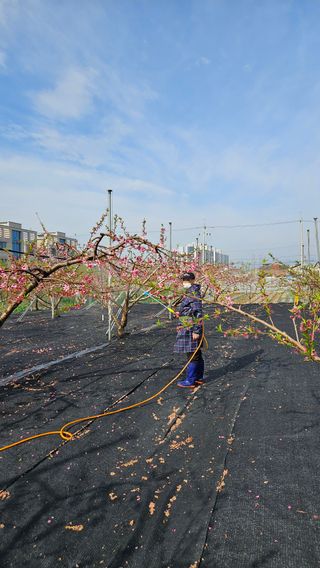 김인하님의 기타작물 · 영농일지 작성글 사진