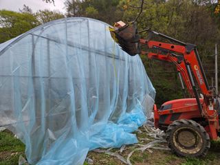 윤자용11대임후회장님의 고추 · 영농일지 작성글 사진