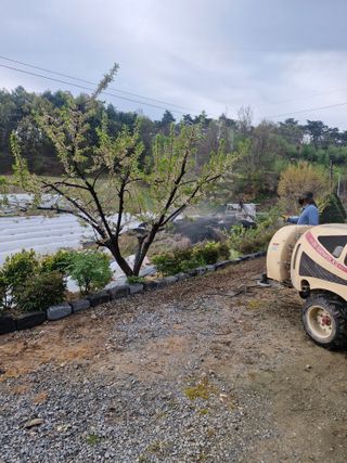 백운농원 님의 기타작물 · 영농일지 작성글 사진