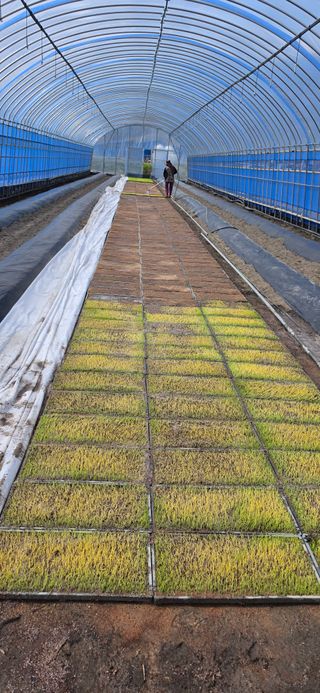 강연수님의 벼 · 영농일지 작성글 사진