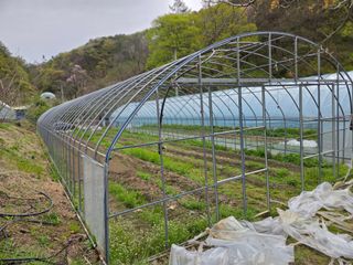 윤자용11대임후회장님의 고추 · 영농일지 작성글 사진