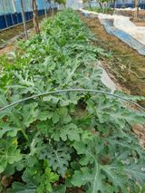 논산푸른팜님의 작성글 사진