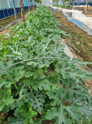 논산푸른팜님의 기타작물 · 영농일지 작성글 사진