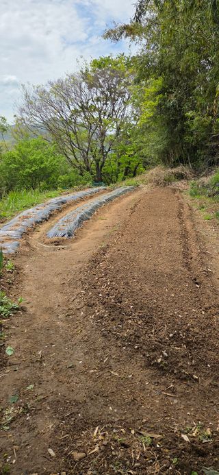 한병훈님의 고추 · 영농일지 작성글 사진