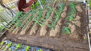 허인녕님의 기타작물 · 영농일지 작성글 사진