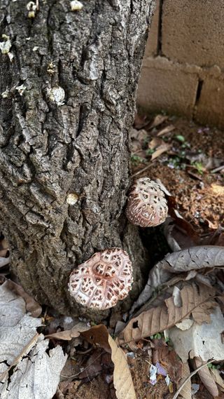 엉뚱님의 기타작물 · 영농일지 작성글 사진