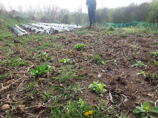 몽자아빠님의 기타작물 · 영농일지 작성글 사진