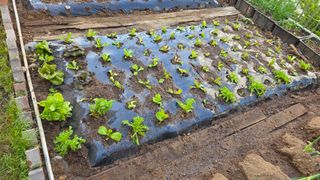 허인녕님의 기타작물 · 영농일지 작성글 사진