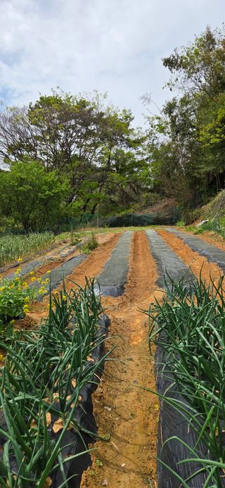 한병훈님의 고추 · 영농일지 작성글 사진