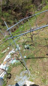 팜모닝 포도·영농일지 게시글 이미지