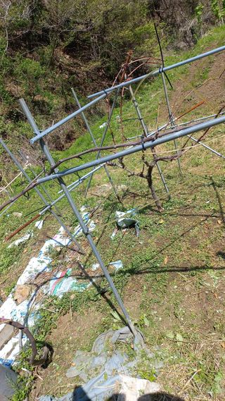 초보 구찌뽕님의 포도 · 영농일지 작성글 사진