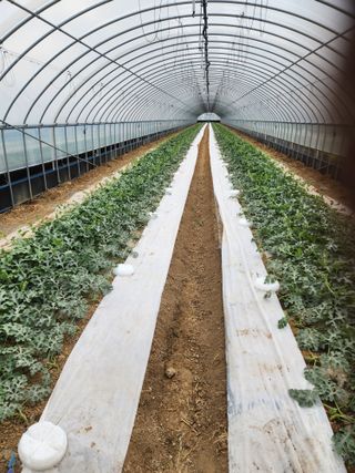 김저팔계님의 기타작물 · 영농일지 작성글 사진