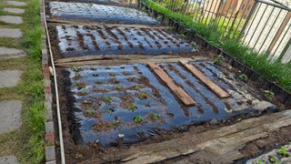 허인녕님의 기타작물 · 영농일지 작성글 사진