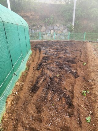 참깨.고추ㆍ박천제님의 기타작물 · 영농일지 작성글 사진