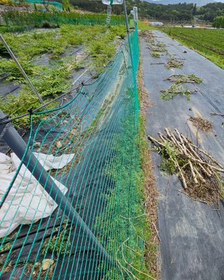김인수님의 기타작물 · 영농일지 작성글 사진